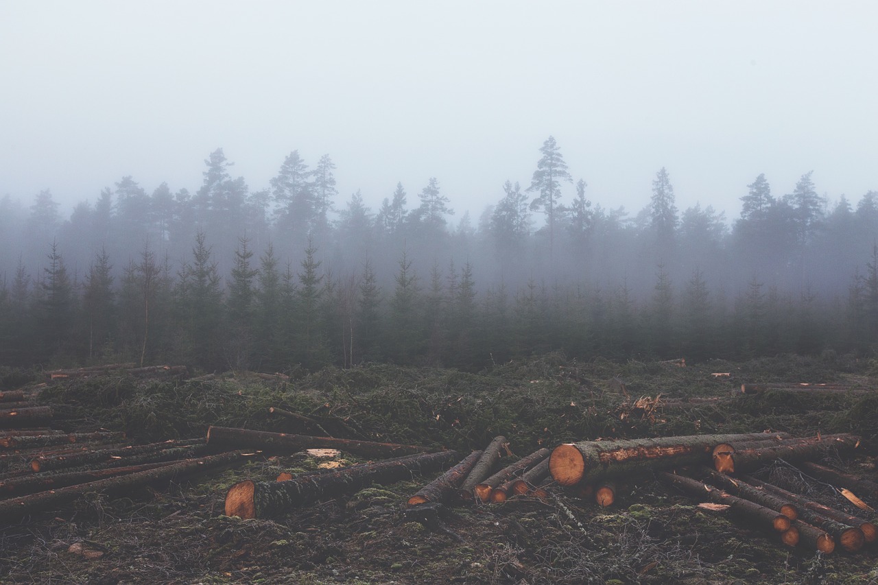 Esgotamento de recursos naturais: Como não destruir nosso planeta?