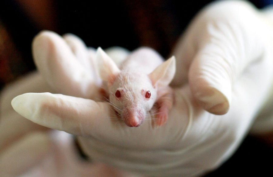 Testes em animais – chip criado por engenheiro japonês acaba com essa maldade