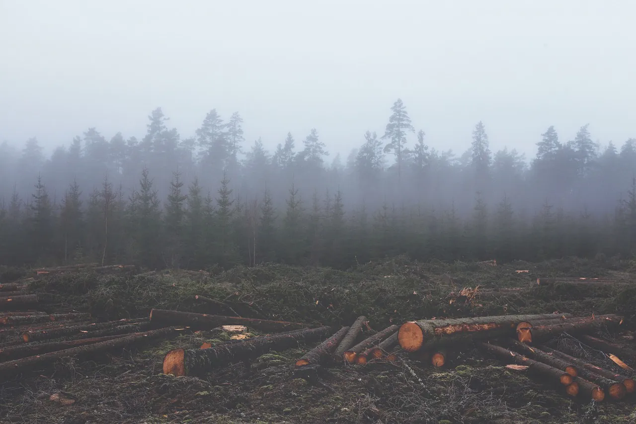 Esgotamento de recursos naturais: Como não destruir nosso planeta?